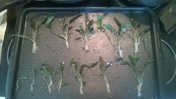 Préparation des plantes