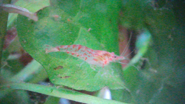 Introduction de 10 N. davidi