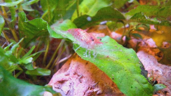 Introduction de 10 N. davidi