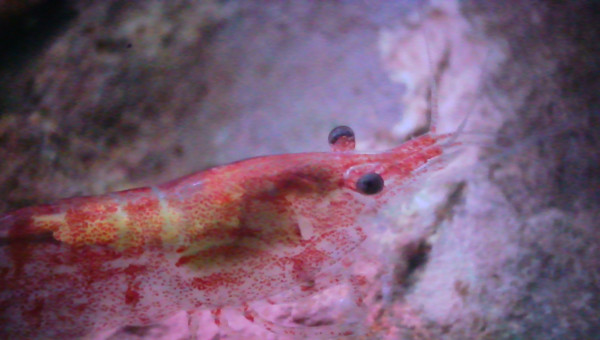 Introduction de 10 N. davidi