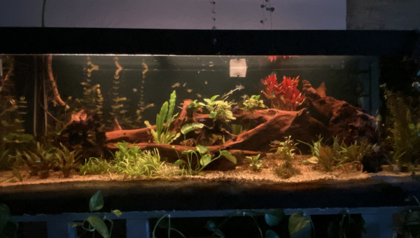 Opération nettoyage des racines et des plantes terminé