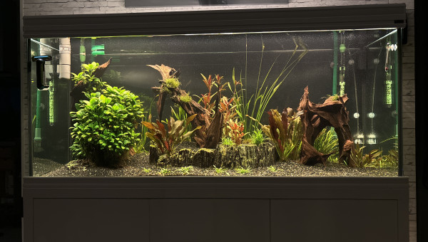 Couché de soleil suite