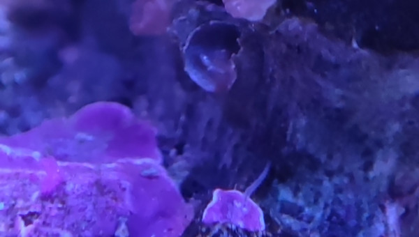 Qu'est-ce que c'est ?