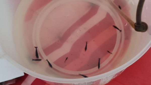 Goutte-à-goutte 13 Neocaridina Blue Velvet