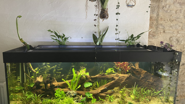 Mise en place des plantes au dessus de l’aquarium