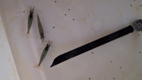 Fichtre on est en rupture de croquettes pour chat...