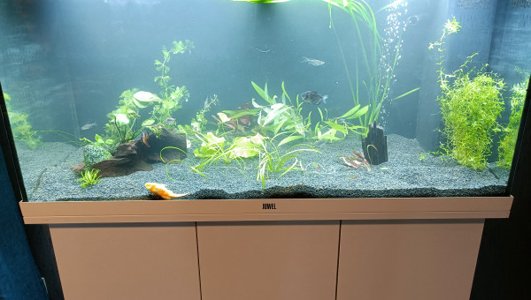 Lancement du Juwel 180l