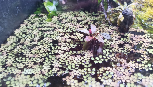 Salvinia Minima