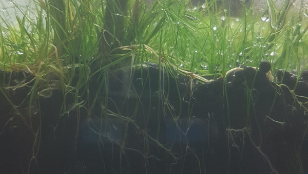 Ça pousse, ça pousse!