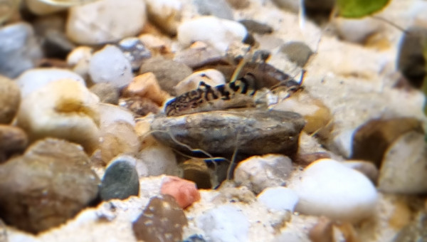 Nos Bb Sewellias Lineolata