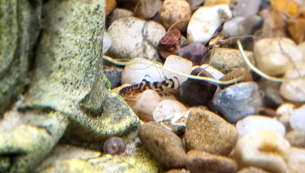 Nos Bb Sewellias Lineolata