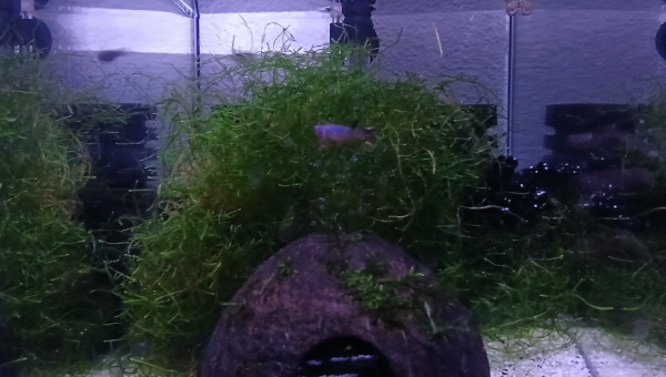 131 04 Male Fundulopanchax scheeli