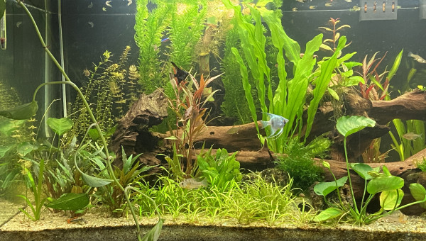 Vu d’ensemble avec les dernières plantes