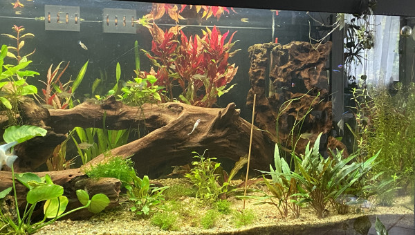 Vu d’ensemble avec les dernières plantes