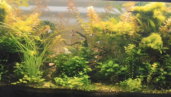 L'automne arrive sur Bornéo