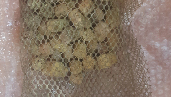 Support de bactéries