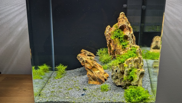 Les Blue Velvet sont là ! Merci à Scaper.shrimp.