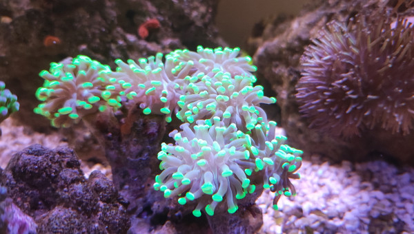 Nouvelles têtes d'Euphyllia