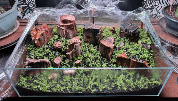 Ça pousse doucement