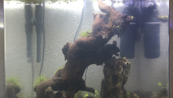 Premier changement d’eau