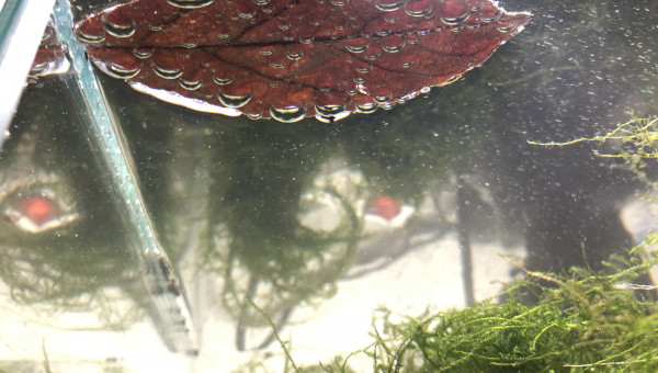 Feuille et bulles d'air