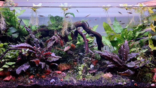 Après-midi jardinage