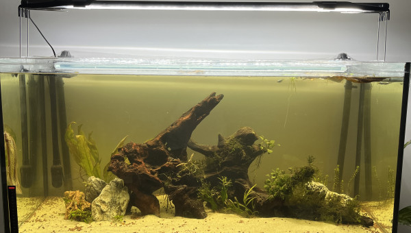 200L Mangrove