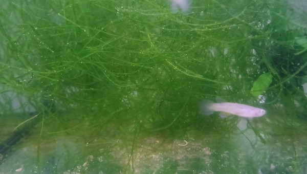 Alevins Aphyosemion australe Cap Lopez