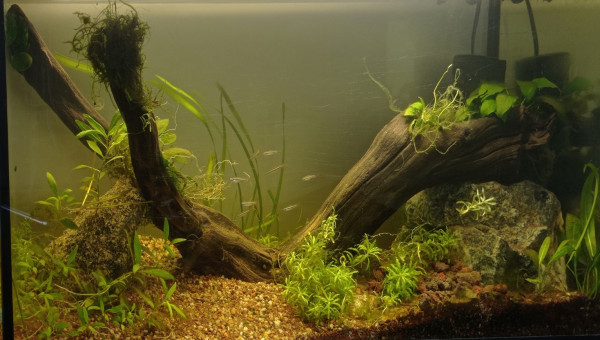 Aquarium Tanichtys Crevettes