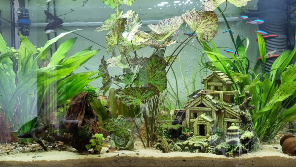 LE CANYON  OCCITAN  novembre 2024