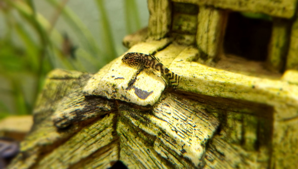 Bb Sewellias Lineolata