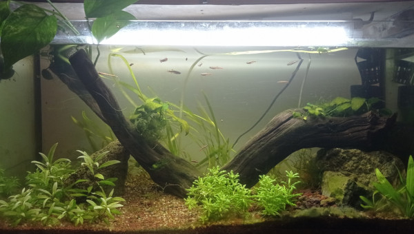 Aquarium après ajout Pothos et Monstera le 10/11/24