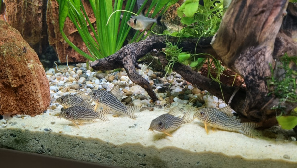 Corydoras sterbai