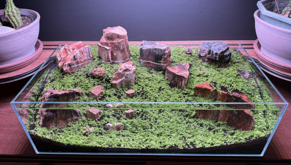 Sans CO2, sans chauffage, sans filtre!!!