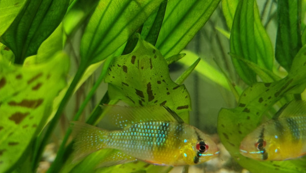 Mikrogeophagus Ramirezi