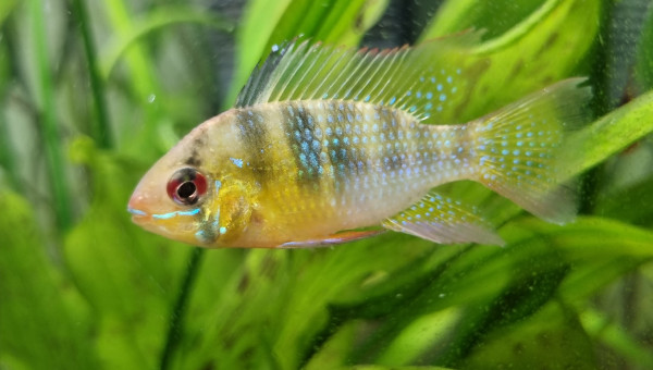 Mikrogeophagus Ramirezi
