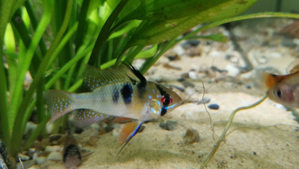 Mikrogeophagus Ramirezi
