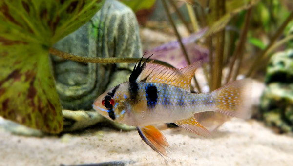 Mikrogeophagus Ramirezi
