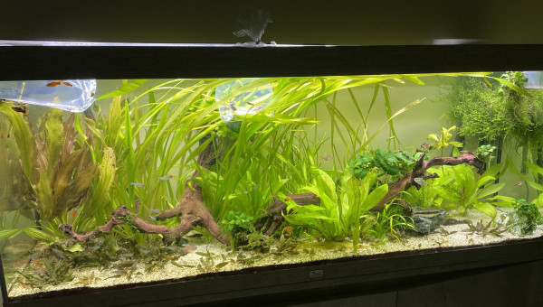 Aquarium communautaire