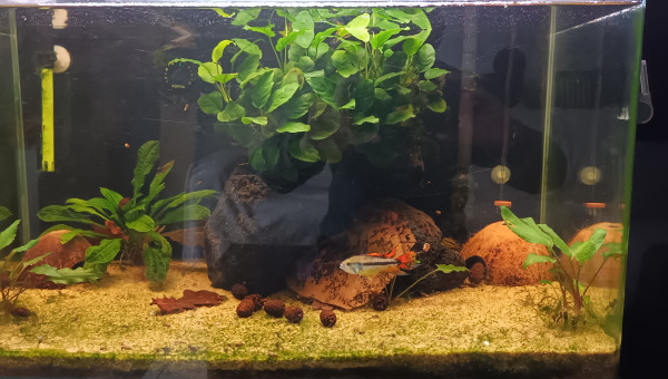 Apistogramma cacatuoide