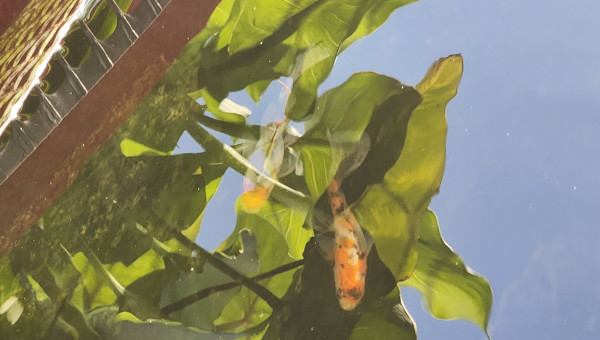 Shubunkin de Bristol