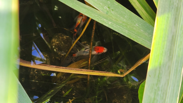 Shubunkin de Bristol