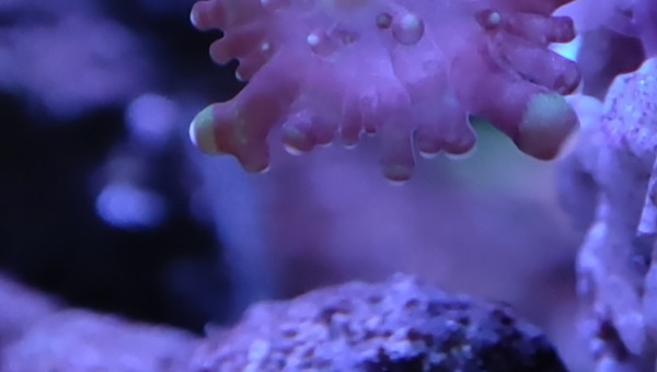 Mes bébés Ricordea et mes 2 petites Sabelles de 2mm max