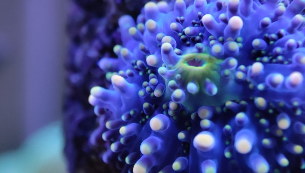 Mes bébés Ricordea et mes 2 petites Sabelles de 2mm max