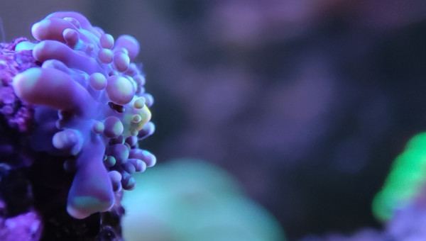 Mes bébés Ricordea et mes 2 petites Sabelles de 2mm max