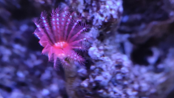 Mes bébés Ricordea et mes 2 petites Sabelles de 2mm max