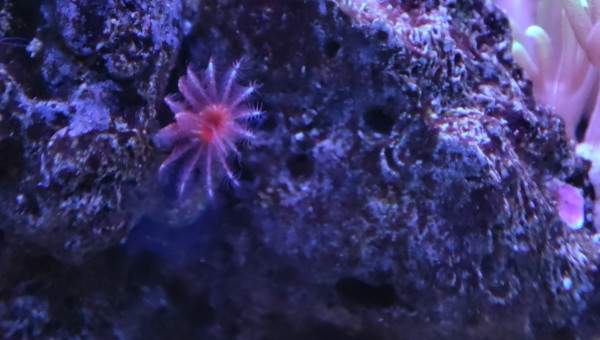 Mes bébés Ricordea et mes 2 petites Sabelles de 2mm max