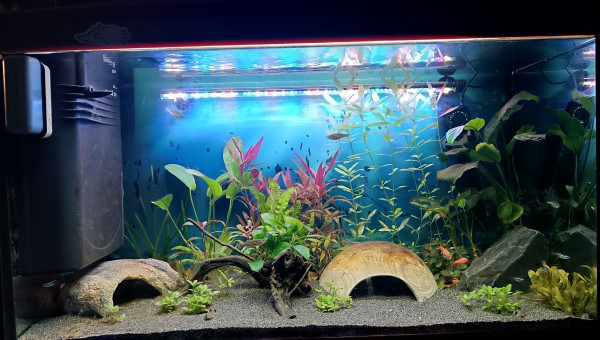 Photo 3 semaines après le nouvel aménagement