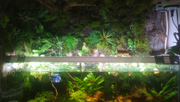 Mise a jour de l'aquarium transformé en paludarium ouvert