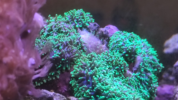 La reproduction est encore partiel